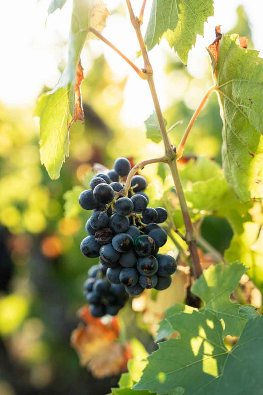 Beaujolais Tasting - Wednesday 5th November at 7pm (Dalston Lane)